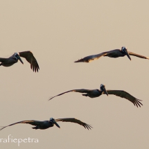 Bruine pelikanen in vlucht © fotografiepetra