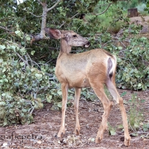 Mule deer in Zion NP © fotografiepetra