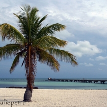 Palm op Key West © fotografiepetra