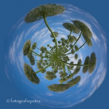 Little Planet witte uienbollen © fotografiepetra