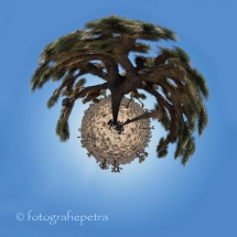 Little Planet Joshua tree © fotografiepetra