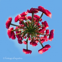 Little Planet Rode tulpen © fotografiepetra