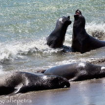 Zeeolifanten 7 © fotografiepetra