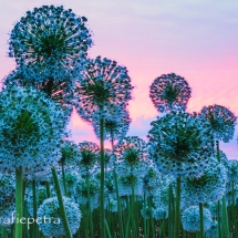 witte alliumbollenveld © fotografiepetra