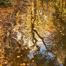 Spiegeling Berger bos © fotografiepetra