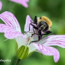 Expositie 2018 macro 3 © fotografiepetra