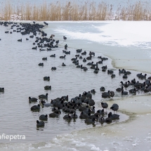 Meerkoeten in het wak Geestmerambacht © fotografiepetra