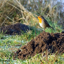 Roodborst in de Geestmerambacht © fotografiepetra