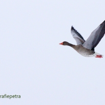 Grauwe gans © fotografiepetra