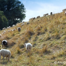 Schapen aan de zuidkant Geestmerambacht © fotografiepetra