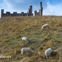 Schapen in de Geestmerambacht © fotografiepetra