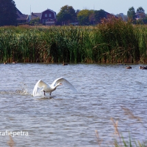 Startende zwaan in het Kleimeer © fotografiepetra
