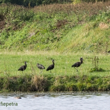 Zwatre Ibis in Kleimeer © fotografiepetra