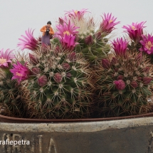 Cactus roze fotograferen © fotografiepetra