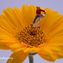 Gerbera water geven © fotografiepetra