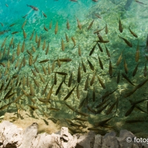Zwerm vissen Plitvice meren © fotografiepetra