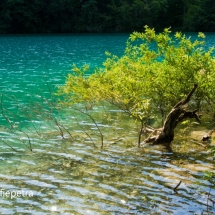 Boom in het water Plitvice meren © fotografiepetra