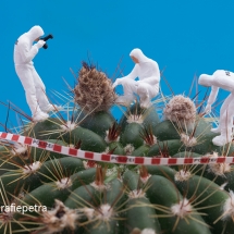 Technische onderzoek cactusknop © fotografiepetra