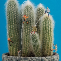 Berg cactus beklimmen © fotografiepetra