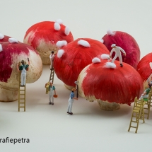 Champignons worden paddenstoelen © fotografiepetra