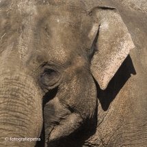 Gezicht olifant © fotografiepetra