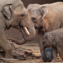 Familie olifant olifant © fotografiepetra
