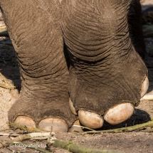 Poten olifant © fotografiepetra