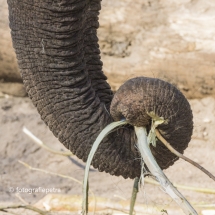 Slurf Olifant © fotografiepetra