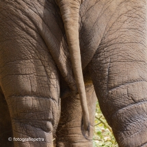 Staartje olifant © fotografiepetra