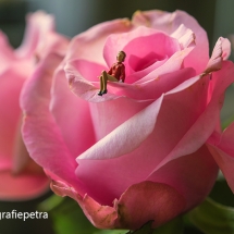 Op rozen zitten © fotografiepetra