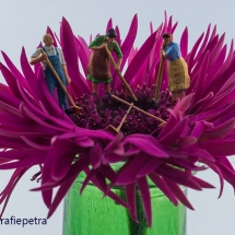De bloem schoonvegen © fotografiepetra