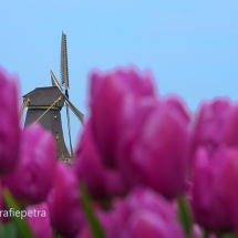 Bollenveld en molen 't Zand © fotografiepetra