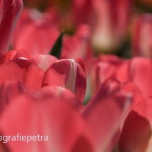 Close up tulpen © fotografiepetra