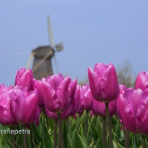 Molen 't Zand © fotografiepetra