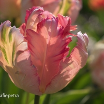 Prachtige roze tulp © fotografiepetra