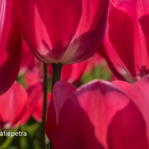 Rode tulpen © fotografiepetra