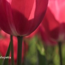 Rood Tulpen © fotografiepetra