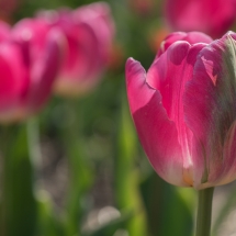 Roze tulpen © fotografiepetra