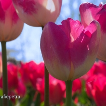 Roze tulpenveld © fotografiepetra