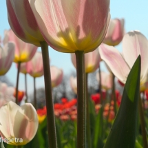 Gemengd veld met tulpen © fotografiepetra