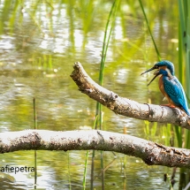 Braakbal IJsvogels © fotografiepetra