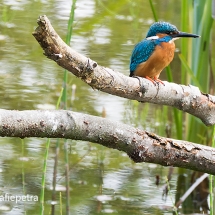 IJsvogel © fotografiepetra