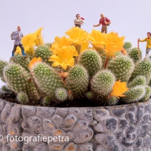 Wandelen door Saguaro NP © fotografiepetra