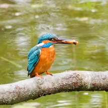 Portret ijsvogel © fotografiepetra