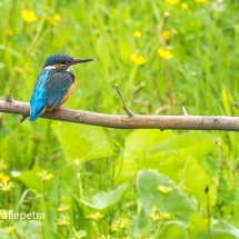 IJsvogel op zijn rug © fotografiepetra