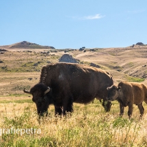 Antelope Island SP Bizons © fotografiepetra