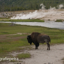 Bizon Yellowstone © fotografiepetra