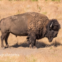 Bizon © fotografiepetra