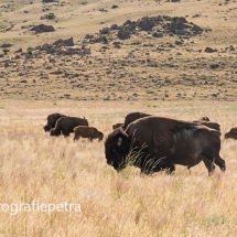 Bizons Antelope Island in Great Salt Lake© fotografiepetra