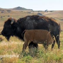 Bizons Antelope Island © fotografiepetra